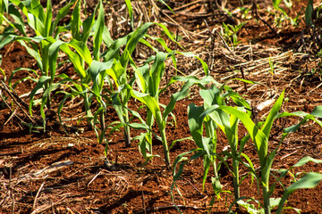 corn field in Parana State in Brazil