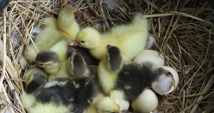 Pets hatch from many eggs in the nest.,New born baby duck, many hatching ducks, cute yellow ducks	