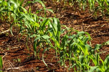 corn field in Parana State in Brazil