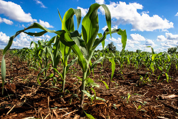 corn field in Parana State in Brazil
