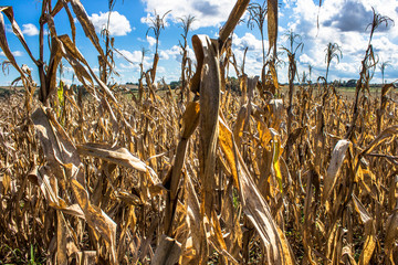 corn field in Parana State in Brazil