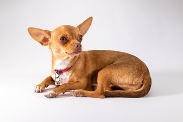 Cachorro chihuahua posando en fondo blanco