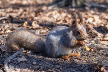 Naklejka na ściany i meble Squirrel in the autumn forest park. Squirrel with nuts in fall foliage.