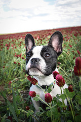 Fototapeta premium Puppy of french bulldog is sitting in crimson clover. It was so tall so he must jump.