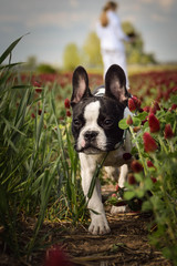 Puppy of french bulldog is running in crimson clover. He is so cute