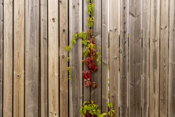 Plantes grimpantes sur fond texture bois