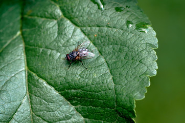 On the fly leaf of the tree