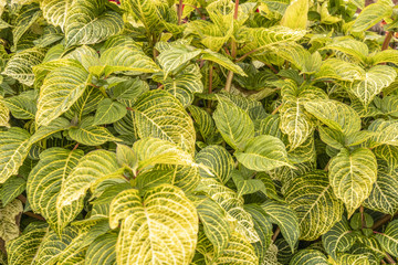 Fond naturel compos&eacute; de feuilles vertes 