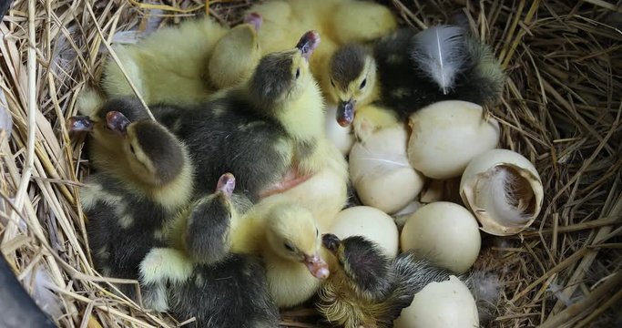Pets hatch from many eggs in the nest.,New born baby duck, many hatching ducks, cute yellow ducks 
