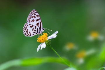 Common Pierrot or Castalius rosimon rosimon (Fabricius, 1775),beautiful butterfly perching on white flower with green background, Pangsida National park, Sa Kaeo, Thailand.