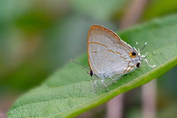 Common Tit or Hypolycaena erylus himavantus Fruhstorfer (1912), beautiful butterfly on Leaves with green background, Pang Sida National Park, Sa Kaeo, Thailand.