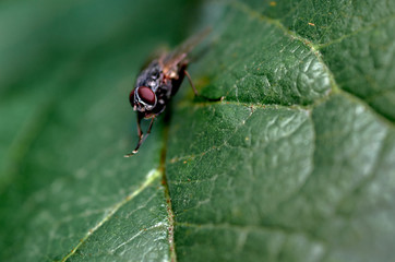On the fly leaf of the tree