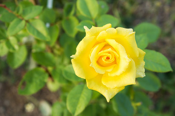 Yellow rose in the garden. Top view with copy space.