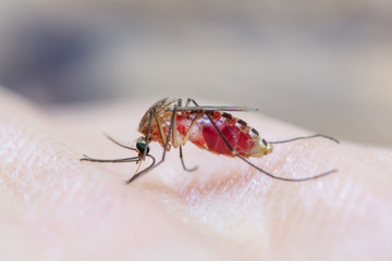 Close up of Mosquito  sucking human blood, Thailand.