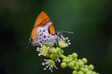 Witch  or Araotes lapithis lapithis (Moore, 1858), beautiful butterfly perching on white flower with green background, Pangsida National park, Sa Kaeo, Thailand.