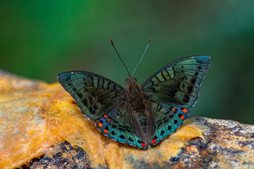 Red-spot Baron or Euthalia djata siamica Riley & Godfrey (1925) beautiful butterfly feeding on some rotting fruit at Pangsida National park, Sa Kaeoม Thailand.