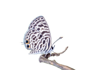 Zebra Blue or Leptotes plinius (Fabricius, 1793), beautiful butterfly isolated perching on branch with white background in Thailand.