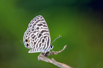 Zebra Blue or Leptotes plinius (Fabricius, 1793), beautiful butterfly perching on branch with green background in Thailand.