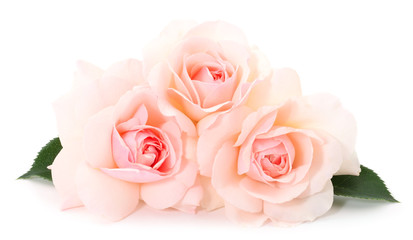 Fototapeta na wymiar Pink rose flower.