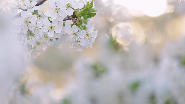 Closeup view of beautiful blooming fruit tree branches. Delicate white flowers isolated at sunny sunset sky background. Real time full hd video footage.