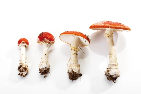 Fly agaric mushrooms Amanita muscaria