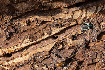 Bark of a Spruce Tree infested by Bark Beetles