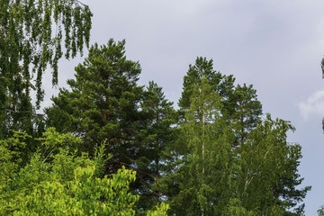 Fototapeta premium Gorgeous view of tall green trees tops on blue sky background. Beautiful nature backgrounds.