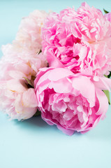 Pink flowers peonies on blue background