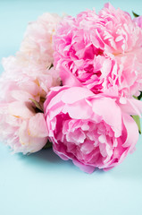 Pink flowers peonies on blue background