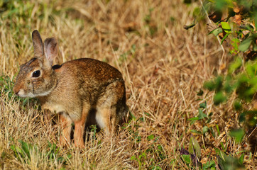 Eastern Cottontail Rabbit in a Field of Dried Grasses