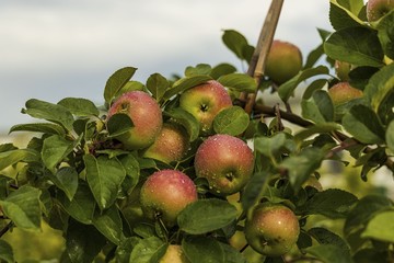 Close up macro view of apple  with rain drops. Healthy food concept. Beautiful nature background.
