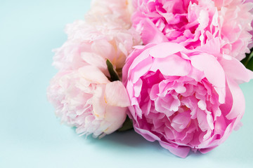 Pink flowers peonies on blue background