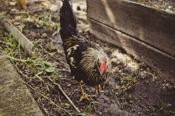Beautiful black and yellow cock in the henhouse.
