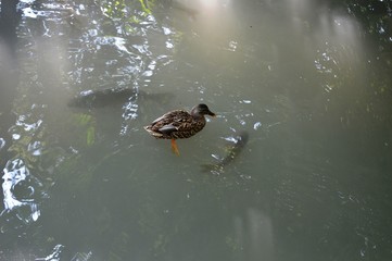 duck and fish in the lake