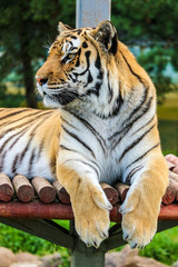 Sitting beautiful big siberian tiger close up