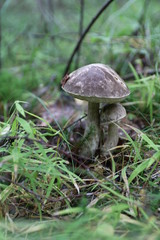 morning in the forest  mushrooms