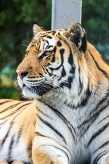 portrait of a big siberian tiger close up