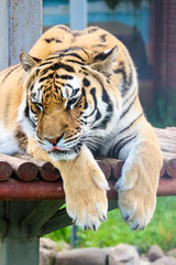 big siberian tiger protruding tongue close up