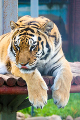 big siberian tiger protruding tongue close up