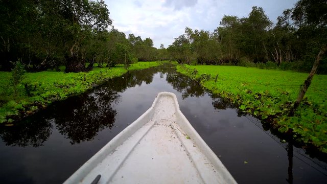 "Tourism rowing boat in Tra Su indigo plant forest in An Giang, Mekong delta, Vietnam ""Tra Su Cajuput Forest"" Belonging to the national specialized forest system in the western region in Southern Vi