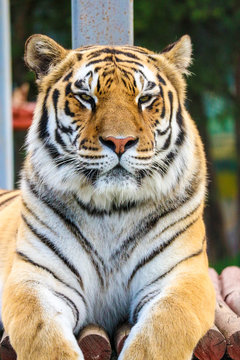 portrait of a big siberian tiger close up