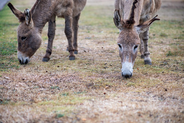 Donkeys grazing on grass on empty field