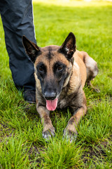 Portrait of adult belgian shepherd dog lies on the grass and rests on a summer day. Training and training concept