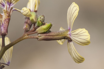 Coyncia transtagana small and beautiful yellow flower with the pink center of the Cruciferae family endemic to the southwest of the Iberian Peninsula