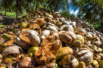 coconut field coconuts tree and dry coconut in Bahia state, northeast of Brazil