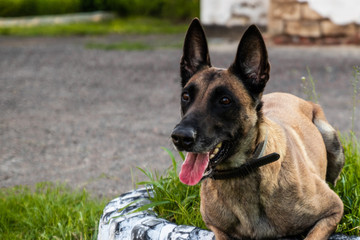 Belgian shepherd dog lies on the grass and rests on a summer day. Training and training concept