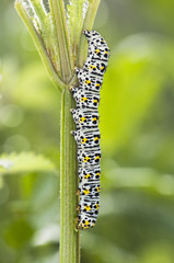 Cucullia caterpillar species of striking black yellow and white colors that feed on toxic plants such as Verbascum or Scrophularia