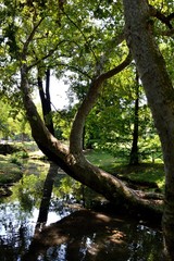 Fototapeta premium a tree over a lake in a park