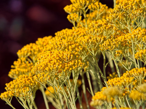 Immortelle field near Oklaj in Croatia