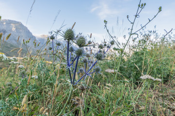 Thistle in the valley of Arbas in Leon, Spain with the valley in the background of the photo